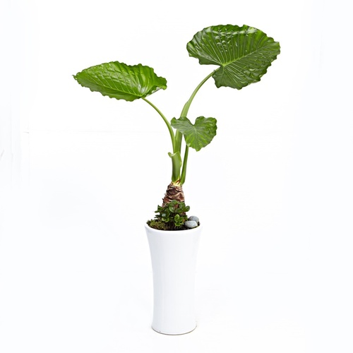 플라워포유 알로카시아 개업화분 이전화분 이사선물 개업선물 화분배달 공기정화식물