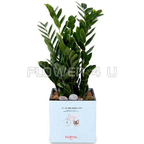 플라워포유 금전수 개업화분 화분배달 실내관엽식물 실내공기정화식물