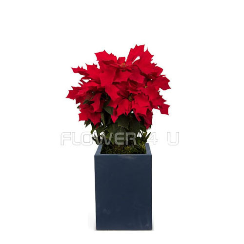 플라워포유 포인세티아 겨울상품 개업화분 이전화분 이사선물 개업선물 화분배달 공기정화식물 크리스마스꽃